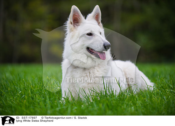 liegender Weier Schweizer Schferhund / lying White Swiss Shepherd / SST-17897