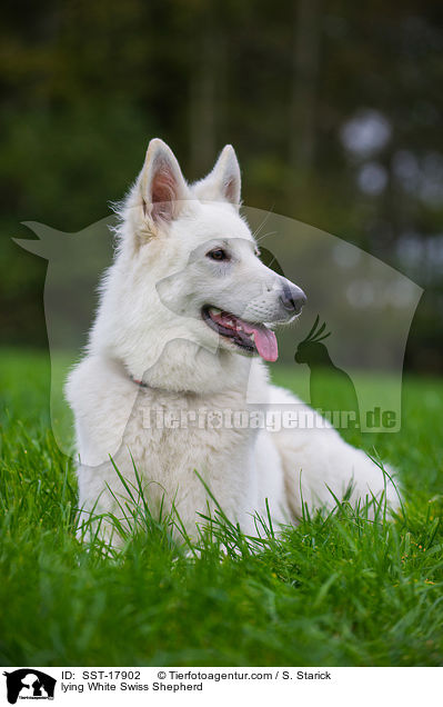 liegender Weier Schweizer Schferhund / lying White Swiss Shepherd / SST-17902