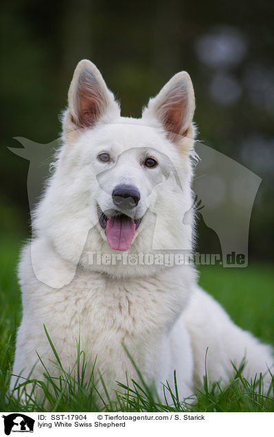 liegender Weier Schweizer Schferhund / lying White Swiss Shepherd / SST-17904