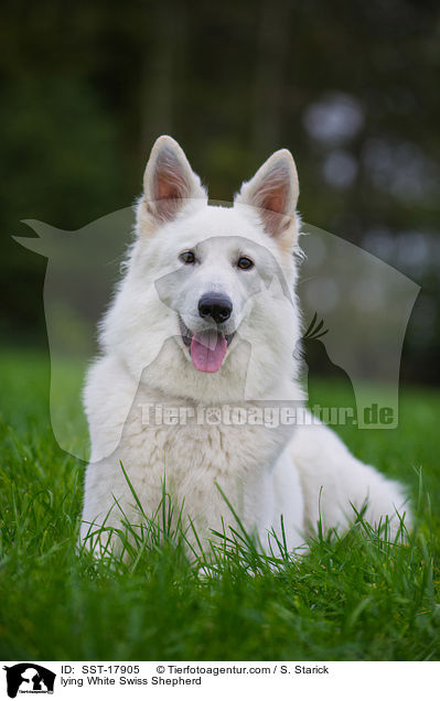 liegender Weier Schweizer Schferhund / lying White Swiss Shepherd / SST-17905