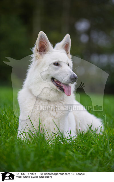 liegender Weier Schweizer Schferhund / lying White Swiss Shepherd / SST-17906