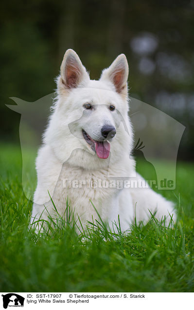 liegender Weier Schweizer Schferhund / lying White Swiss Shepherd / SST-17907