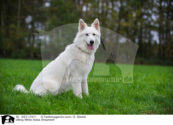 sitzender Weier Schweizer Schferhund / sitting White Swiss Shepherd / SST-17911