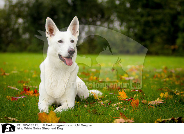 liegender Weier Schweizer Schferhund / lying White Swiss Shepherd Dog / MW-03311