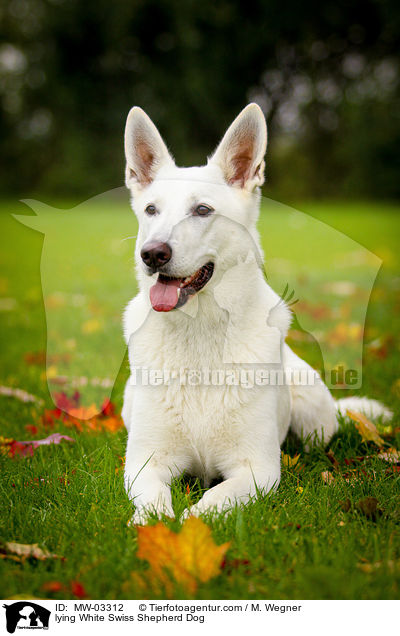 liegender Weier Schweizer Schferhund / lying White Swiss Shepherd Dog / MW-03312