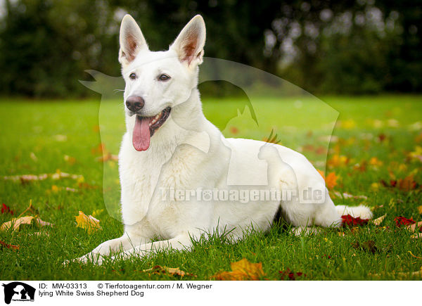 liegender Weier Schweizer Schferhund / lying White Swiss Shepherd Dog / MW-03313