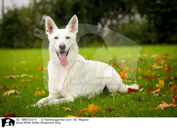 liegender Weier Schweizer Schferhund / lying White Swiss Shepherd Dog / MW-03314