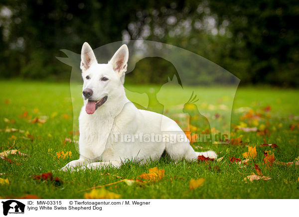 liegender Weier Schweizer Schferhund / lying White Swiss Shepherd Dog / MW-03315