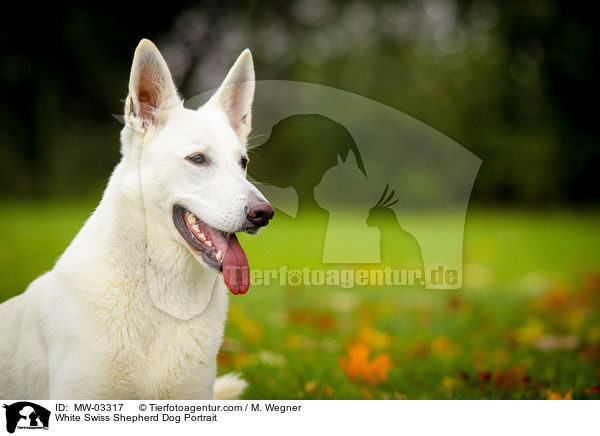 Weier Schweizer Schferhund Portrait / White Swiss Shepherd Dog Portrait / MW-03317