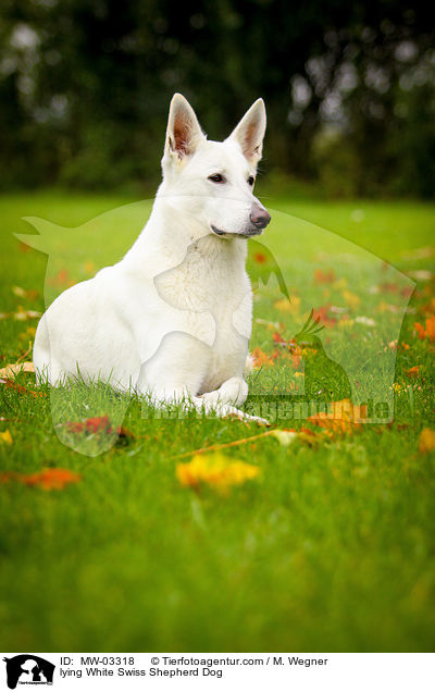 liegender Weier Schweizer Schferhund / lying White Swiss Shepherd Dog / MW-03318