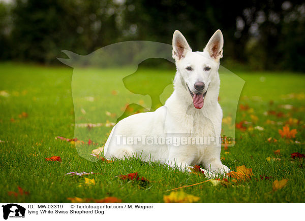 liegender Weier Schweizer Schferhund / lying White Swiss Shepherd Dog / MW-03319