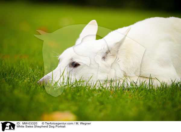 Weier Schweizer Schferhund Portrait / White Swiss Shepherd Dog Portrait / MW-03320
