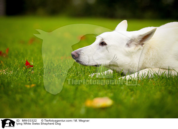 liegender Weier Schweizer Schferhund / lying White Swiss Shepherd Dog / MW-03322