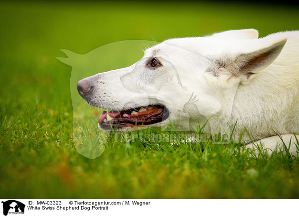 Weier Schweizer Schferhund Portrait / White Swiss Shepherd Dog Portrait / MW-03323