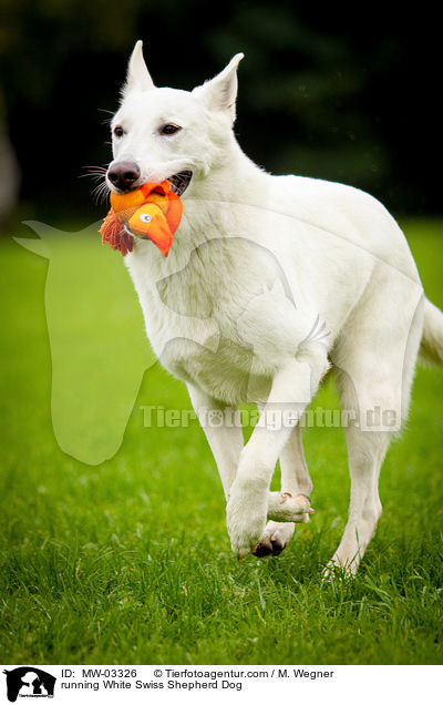 rennender Weier Schweizer Schferhund / running White Swiss Shepherd Dog / MW-03326