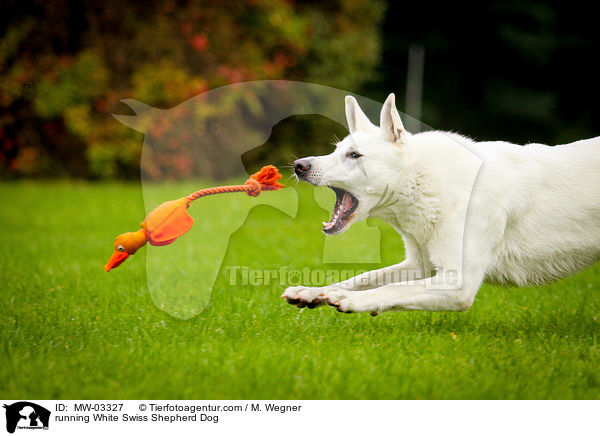 rennender Weier Schweizer Schferhund / running White Swiss Shepherd Dog / MW-03327