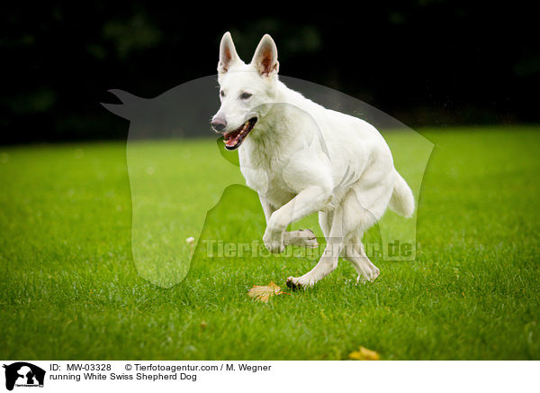 rennender Weier Schweizer Schferhund / running White Swiss Shepherd Dog / MW-03328