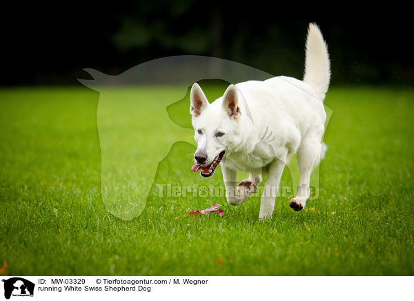 rennender Weier Schweizer Schferhund / running White Swiss Shepherd Dog / MW-03329