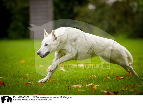 rennender Weier Schweizer Schferhund / running White Swiss Shepherd Dog / MW-03330
