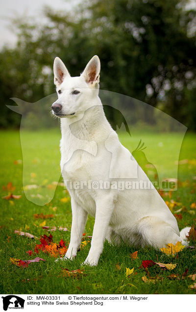 sitzender Weier Schweizer Schferhund / sitting White Swiss Shepherd Dog / MW-03331