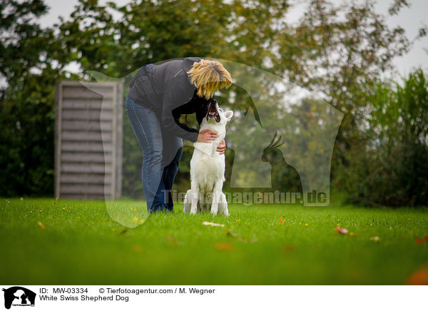 Weier Schweizer Schferhund / White Swiss Shepherd Dog / MW-03334
