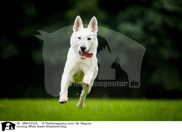 rennender Weier Schweizer Schferhund / running White Swiss Shepherd Dog / MW-03335