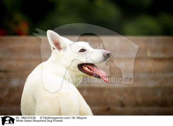 Weier Schweizer Schferhund Portrait / White Swiss Shepherd Dog Portrait / MW-03336