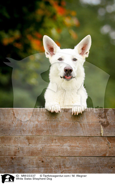 Weier Schweizer Schferhund / White Swiss Shepherd Dog / MW-03337