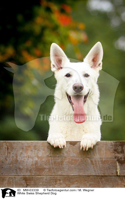 Weier Schweizer Schferhund / White Swiss Shepherd Dog / MW-03339