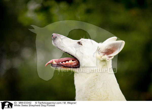 Weier Schweizer Schferhund Portrait / White Swiss Shepherd Dog Portrait / MW-03342