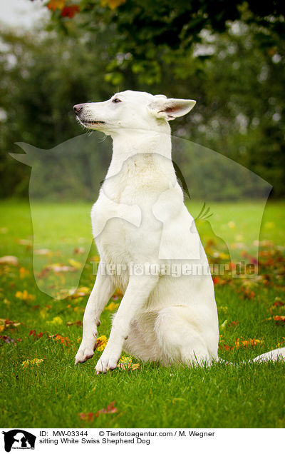 sitzender Weier Schweizer Schferhund / sitting White Swiss Shepherd Dog / MW-03344