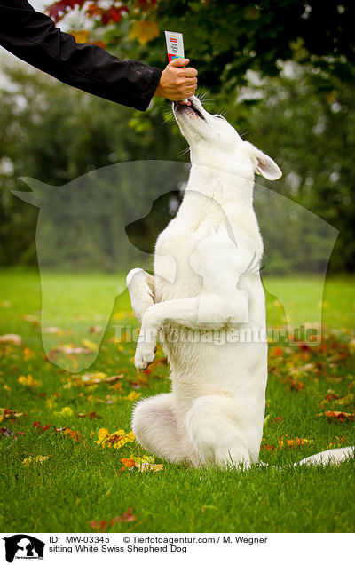 sitzender Weier Schweizer Schferhund / sitting White Swiss Shepherd Dog / MW-03345