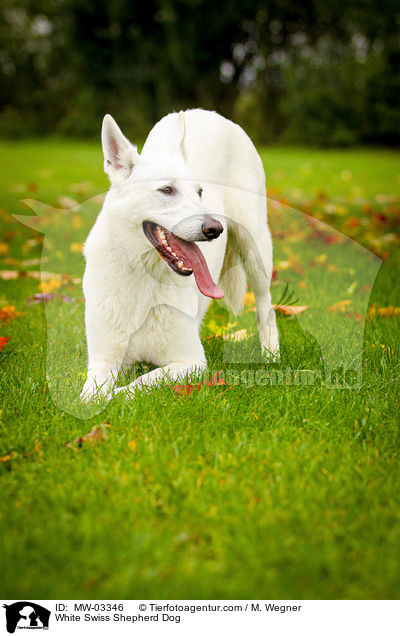 Weier Schweizer Schferhund / White Swiss Shepherd Dog / MW-03346
