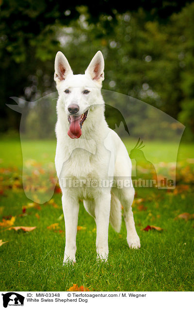 Weier Schweizer Schferhund / White Swiss Shepherd Dog / MW-03348