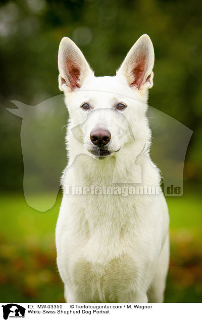 Weier Schweizer Schferhund Portrait / White Swiss Shepherd Dog Portrait / MW-03350