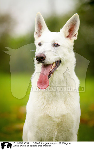 Weier Schweizer Schferhund Portrait / White Swiss Shepherd Dog Portrait / MW-03351