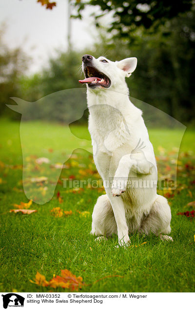 sitzender Weier Schweizer Schferhund / sitting White Swiss Shepherd Dog / MW-03352