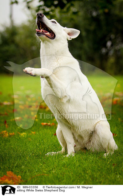 sitzender Weier Schweizer Schferhund / sitting White Swiss Shepherd Dog / MW-03356