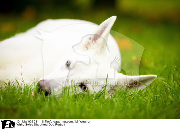 Weier Schweizer Schferhund Portrait / White Swiss Shepherd Dog Portrait / MW-03358