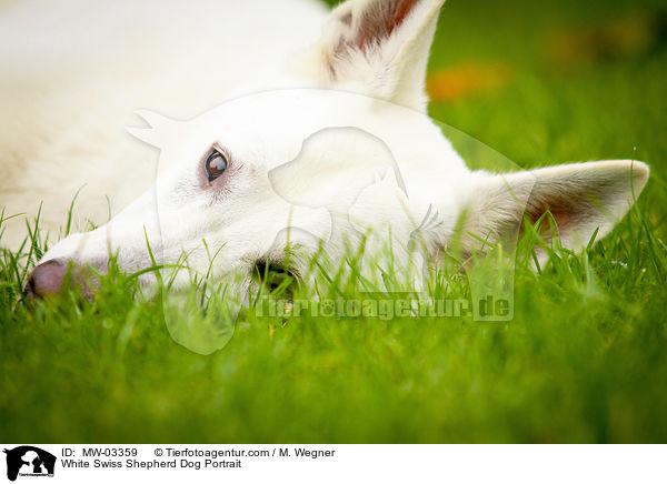 Weier Schweizer Schferhund Portrait / White Swiss Shepherd Dog Portrait / MW-03359