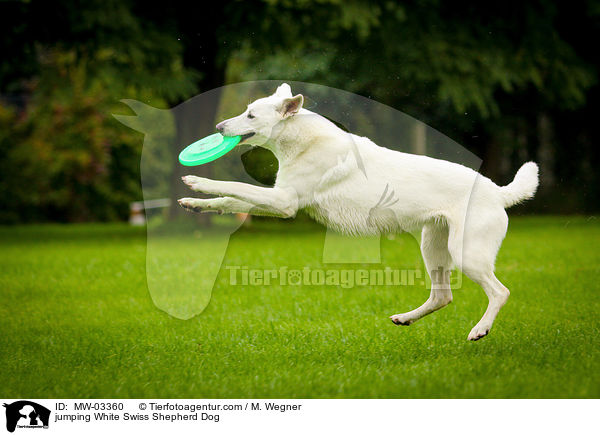 springender Weier Schweizer Schferhund / jumping White Swiss Shepherd Dog / MW-03360