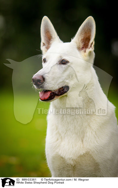 Weier Schweizer Schferhund Portrait / White Swiss Shepherd Dog Portrait / MW-03361