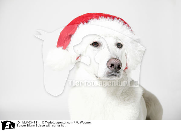 Weier Schweizer Schferhund mit Weihnachtsmtze / Berger Blanc Suisse with santa hat / MW-03478