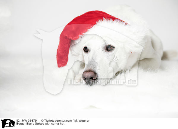 Weier Schweizer Schferhund mit Weihnachtsmtze / Berger Blanc Suisse with santa hat / MW-03479