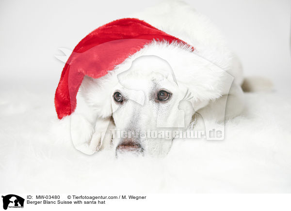 Weier Schweizer Schferhund mit Weihnachtsmtze / Berger Blanc Suisse with santa hat / MW-03480