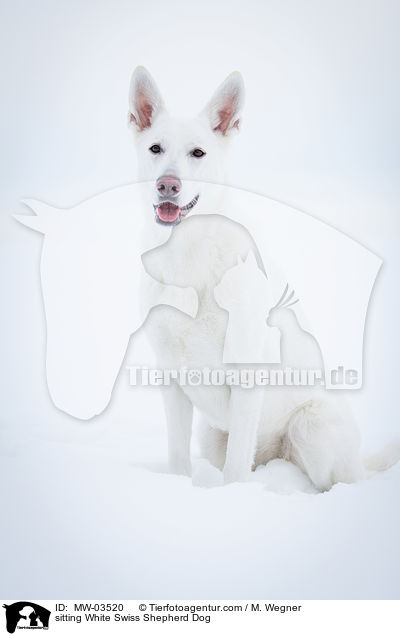 sitzender Weier Schweizer Schferhund / sitting White Swiss Shepherd Dog / MW-03520