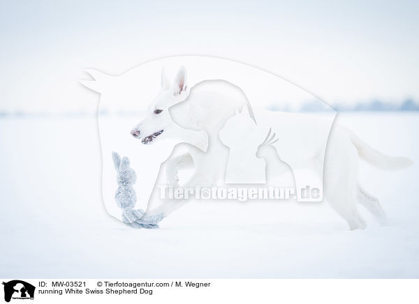rennender Weier Schweizer Schferhund / running White Swiss Shepherd Dog / MW-03521