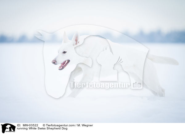 rennender Weier Schweizer Schferhund / running White Swiss Shepherd Dog / MW-03522