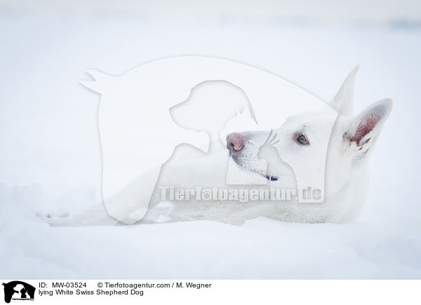 liegender Weier Schweizer Schferhund / lying White Swiss Shepherd Dog / MW-03524