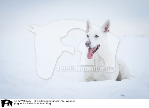liegender Weier Schweizer Schferhund / lying White Swiss Shepherd Dog / MW-03525